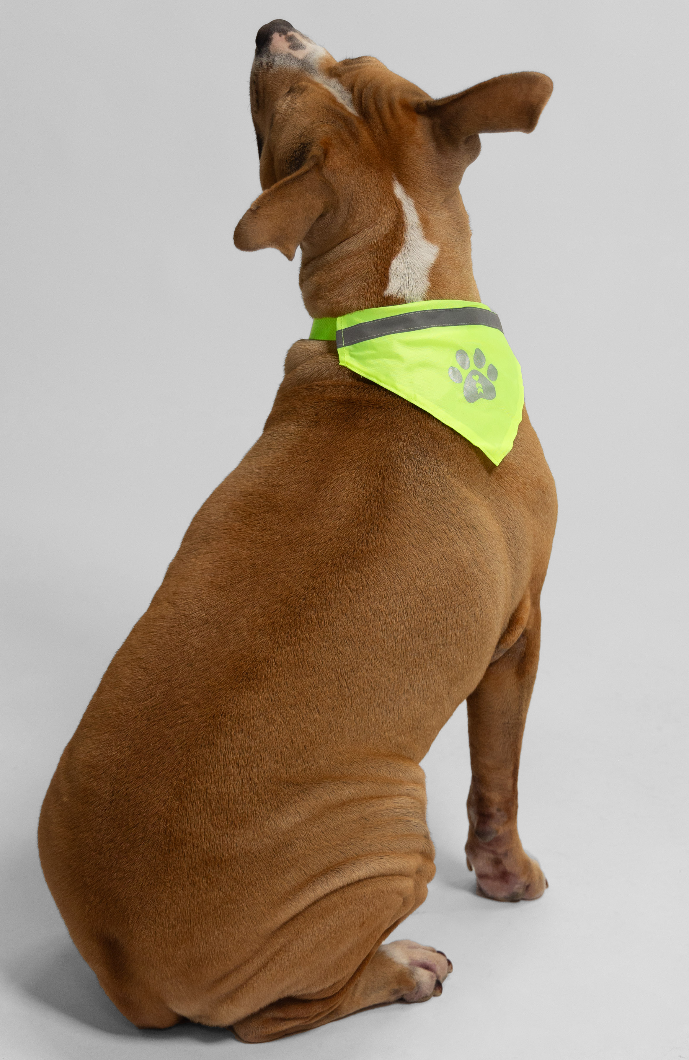 Coeur Sports Fluro Yellow Dog Bandana